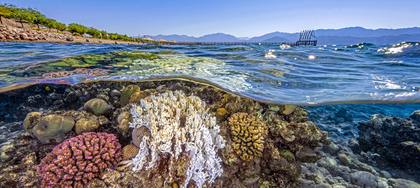 Nearly half of reef-building corals face extinction risk